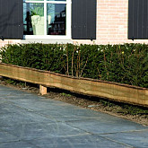 Douglas fijnbez schaaldeel