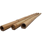 Bamboe paal - gelakt