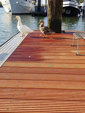 Afri-kulu 25x145mm terrasplank grof/glad - L 155cm - P107 KD18% FAS FCQ FSC®100% FSC®-C003450