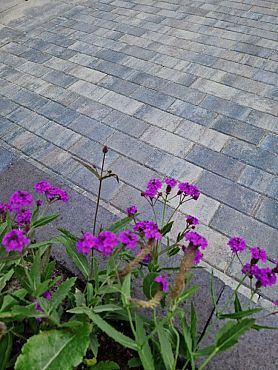 Patio BSS 6cm mini facet Komo Sidney