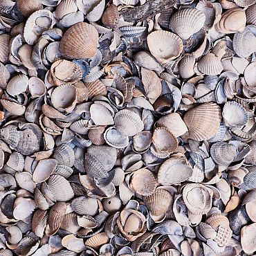 BigBag Schelpen - 800 kg