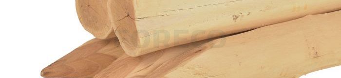 Robinia